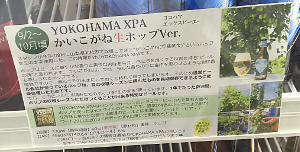 YOKOHAMA XPA（生ホップバージョン2016）｜サンクトガーレン｜商品説明