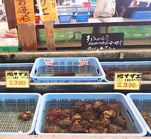 サザエ|外房の魚屋|魚平|上総一宮