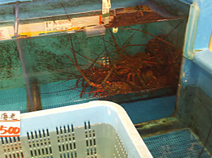伊勢エビ|外房の魚屋|魚平|上総一宮