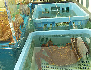 毛蟹とタラバ|魚平|上総一ノ宮