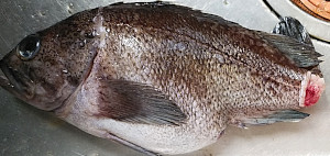ペットボトル霧吹きで津本式血抜き|黒そい
