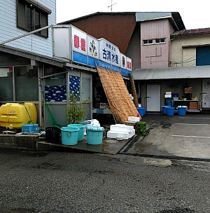 マグロが安くておいしい、古清水産｜市原